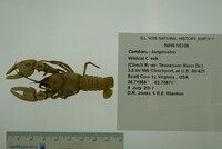 Cambarus (Hiaticambarus) image